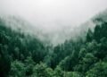 Reforestation Carbon Credits: How Tree Planting Earns Tonnes