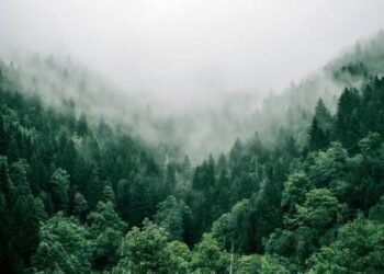 Reforestation Carbon Credits: How Tree Planting Earns Tonnes