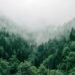 Reforestation Carbon Credits: How Tree Planting Earns Tonnes