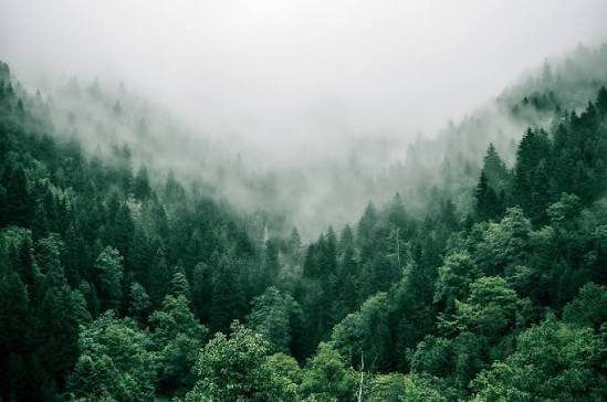 Reforestation Carbon Credits: How Tree Planting Earns Tonnes