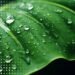Soil Carbon Credits: Can Farming Sequester CO2?
