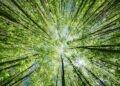 Best Carbon Offset Programs in 2026: How to Choose