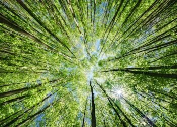 Best Carbon Offset Programs in 2026: How to Choose